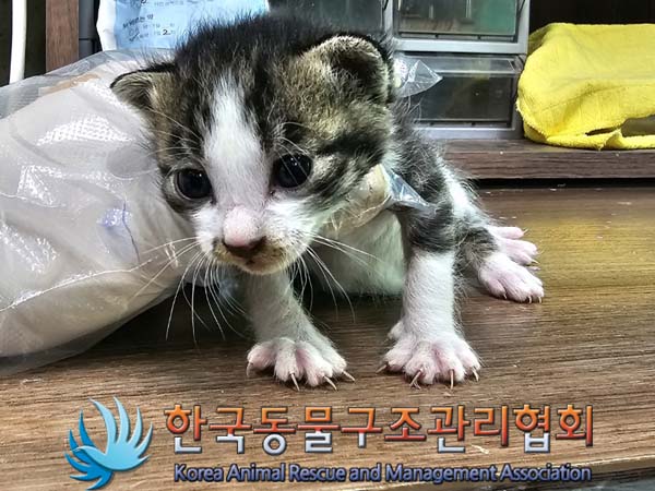 한국동물구조관리협회_441559202300390